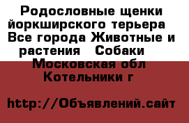 Родословные щенки йоркширского терьера - Все города Животные и растения » Собаки   . Московская обл.,Котельники г.